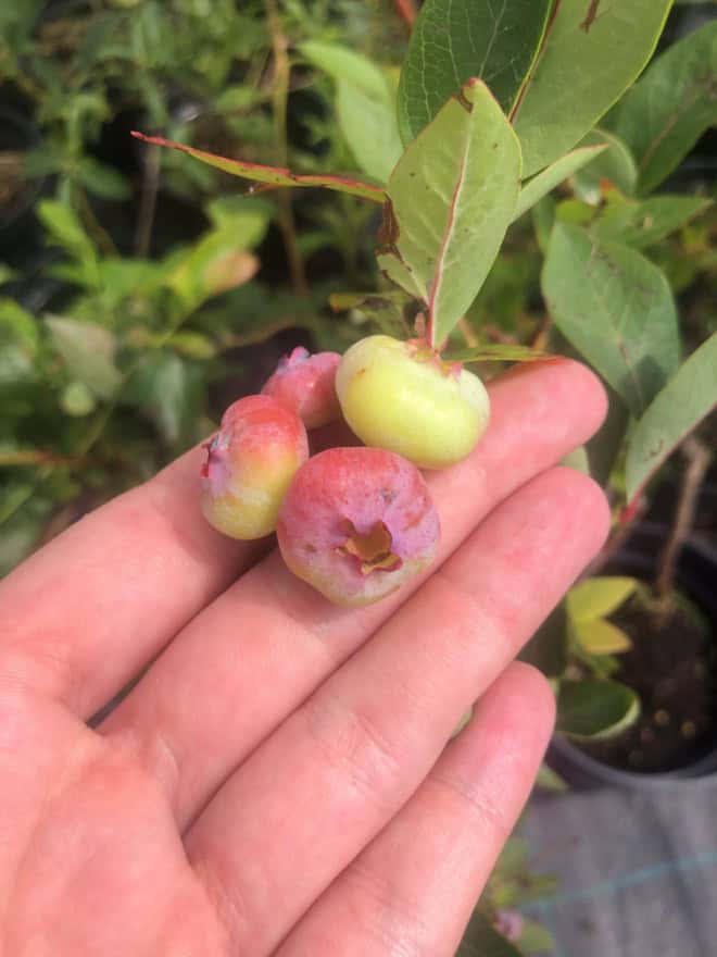 Borówka amerykańska CHANDLER - NAJWIĘKSZE OWOCE Vaccinium corymbosum 'CHANDLER' 2