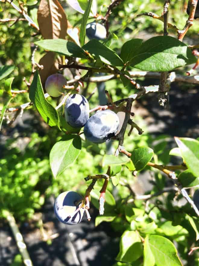 Borówka amerykańska BLUEJAY - Wytrzymała i odporna odmiana Vaccinium corymbosum 'BLUEJAY' 5