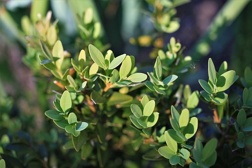 Bukszpan drobnolistny Faulkner - drobne liście Buxus sempervirens 'Faulkner' 6