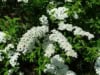 Tawuła Grefsheim - białe kwiaty wodospad z kwiatów Spiraea x cinerea 6