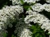 Tawuła Grefsheim - białe kwiaty wodospad z kwiatów Spiraea x cinerea 4