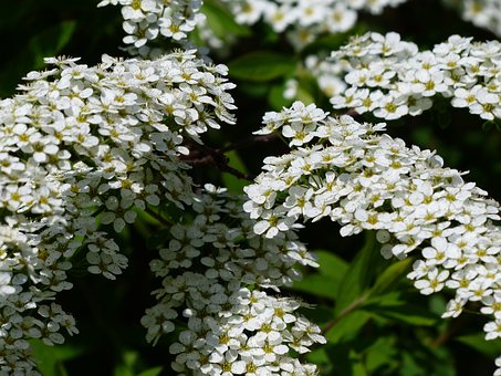 Tawuła Grefsheim - białe kwiaty wodospad z kwiatów Spiraea x cinerea 4