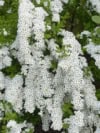Tawuła Grefsheim - białe kwiaty wodospad z kwiatów Spiraea x cinerea 7