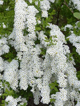 Tawuła Grefsheim - białe kwiaty wodospad z kwiatów Spiraea x cinerea 7