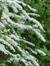 Tawuła Grefsheim - białe kwiaty wodospad z kwiatów Spiraea x cinerea 3