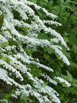 Tawuła Grefsheim - białe kwiaty wodospad z kwiatów Spiraea x cinerea 3