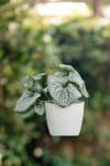Brunera wielkolistna Alexander's Great - piękna bylina do cienia Brunnera macrophylla 'Alexander's Great' 2