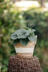 Brunera Wielkolistna - piękna cieniolubna bylina Brunnera macrophylla 2