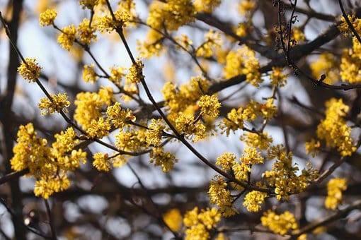 Dereń jadalny - na zdrowotne nalewki Cornus mas 6