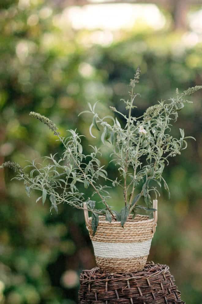 Budleja Dawida 'Lavender Cupcake' Budleii davidii 'Lawender Cupcake' 2
