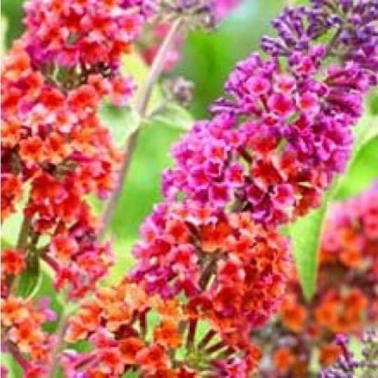 Budleja Flower Power - dwukolorowe kwiaty UNIKAT Budleii davidii 'Flower power' 7