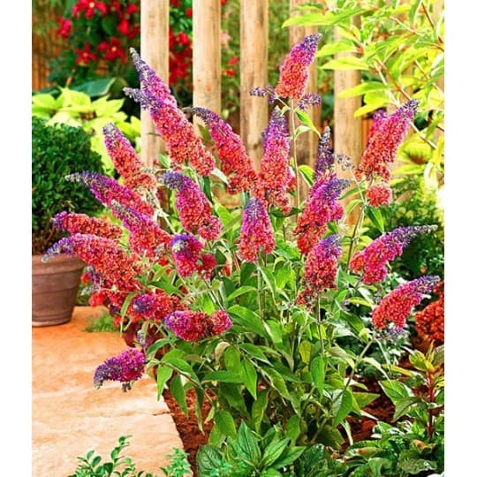 Budleja Flower Power - dwukolorowe kwiaty UNIKAT Budleii davidii 'Flower power' 6