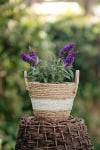 Budleja Dawida 'Magenta Munchkin'- kolor magenta!? Budleii davidii 'Magenta Munchkin' 2