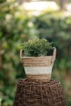 Bukszpan drobnolistny Faulkner - drobne liście Buxus sempervirens 'Faulkner' 2