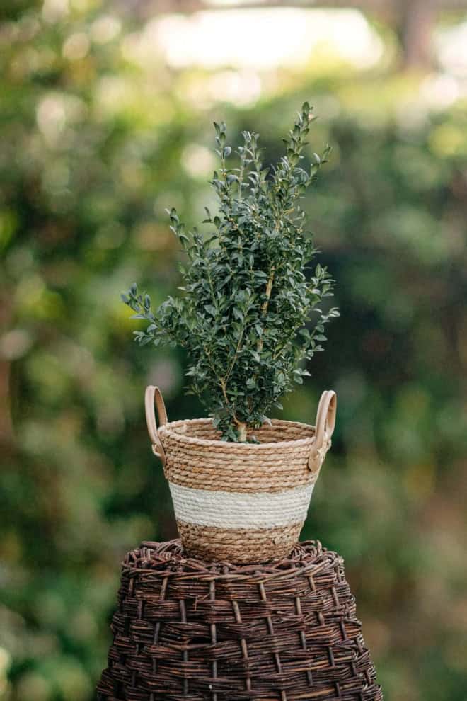 Bukszpan wieczniezielony - idealny na żywopłot Buxus sempervirens C2 2