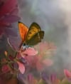 Berberys Thunberga 'Chiquita' -żółte obwódki Berberis Thunbergii 'Chiquita 2