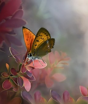 Berberys Thunberga 'Chiquita' -żółte obwódki Berberis Thunbergii 'Chiquita 2