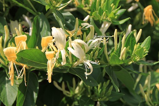 Wiciokrzew japoński - Piękne kwiaty Lonicera japonica 11