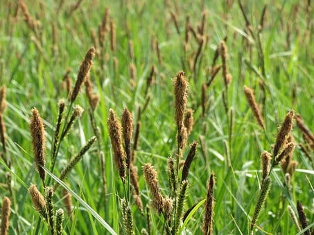 Wyczyniec łąkowy Aureovariegatus (Alopecurus) - NIESPOTYKANA ODMIANA Alopecurus pratensis 'Aureovariegatus' 5