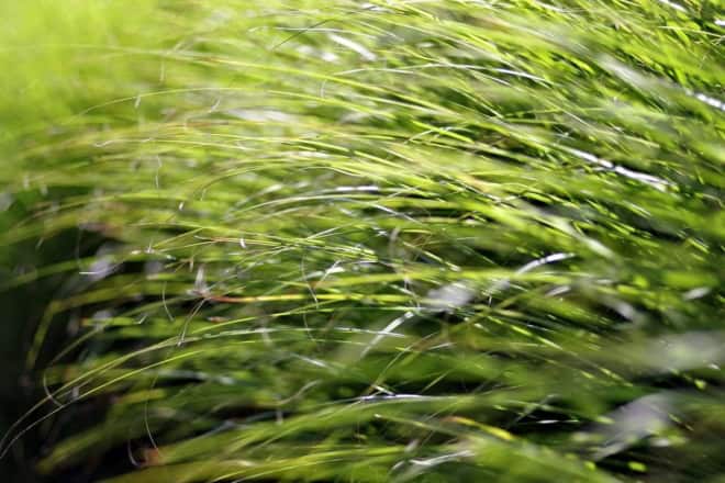 Turzyca Howarda PHOENIX GREEN Carex Howardii 'Phoenix green' 1