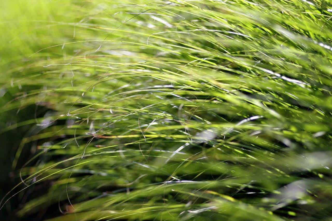 Turzyca Howarda PHOENIX GREEN Carex Howardii 'Phoenix green' 1