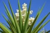 Jukka karolińska - krępla Yucca filamentosa 8