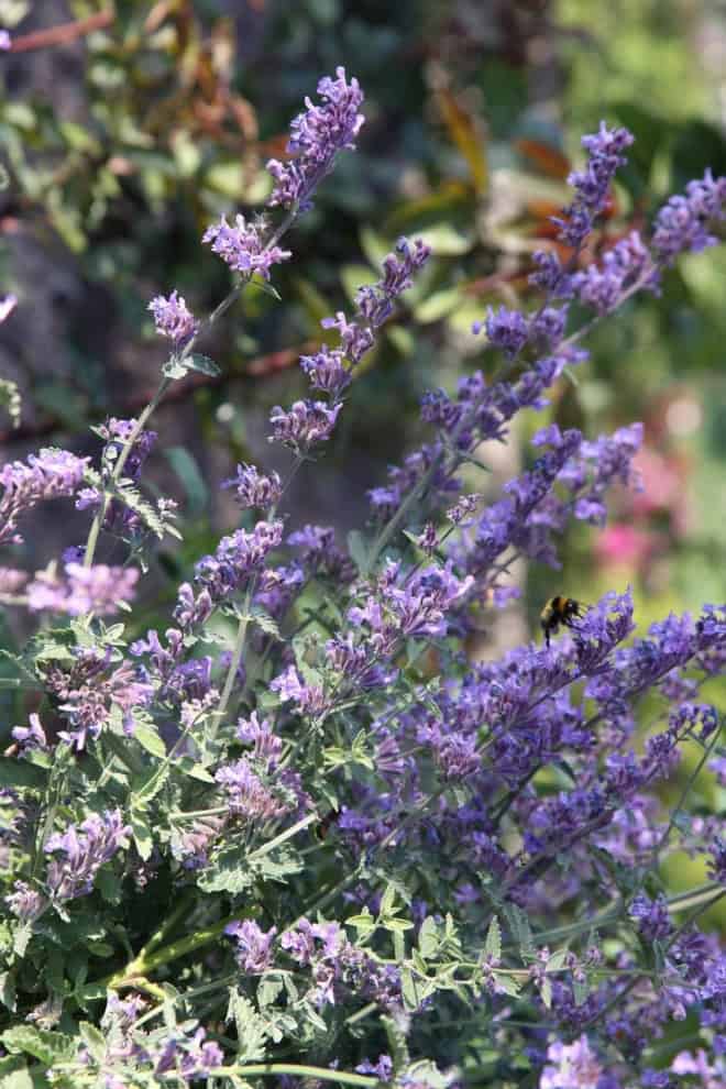 Kocimiętka Fassena Junior Walker - BARDZO ŁATWA W UPRAWIE Nepeta Faassenii 'Junior Walker' 5