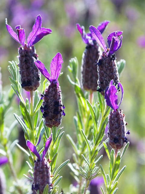 Lawenda francuska Bandera Purple Lavandula stoechas Bandera Purple 2
