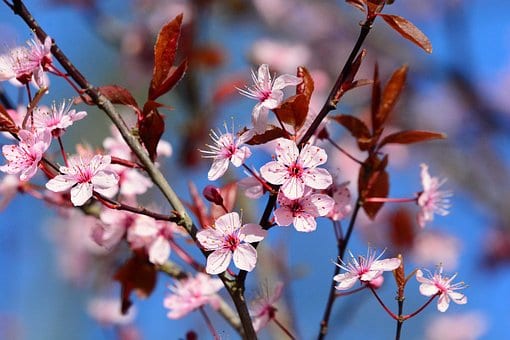 Wiśnia Okame - piękne różowe kwiaty Prunus 'Okame' 8