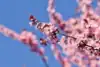 Wiśnia Okame - piękne różowe kwiaty Prunus 'Okame' 5