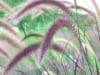 Rozplenica japońska Red Head - fioletowa i gęsta P9 Pennisteum japonica 'Red Head' P9 1