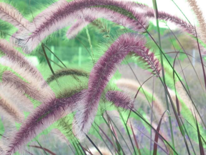 Rozplenica japońska Red Head - fioletowa i gęsta P9 Pennisteum japonica 'Red Head' P9 1