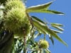 Kasztan Jadalny - SADZONKA DRZEWA Castanea sativa 4