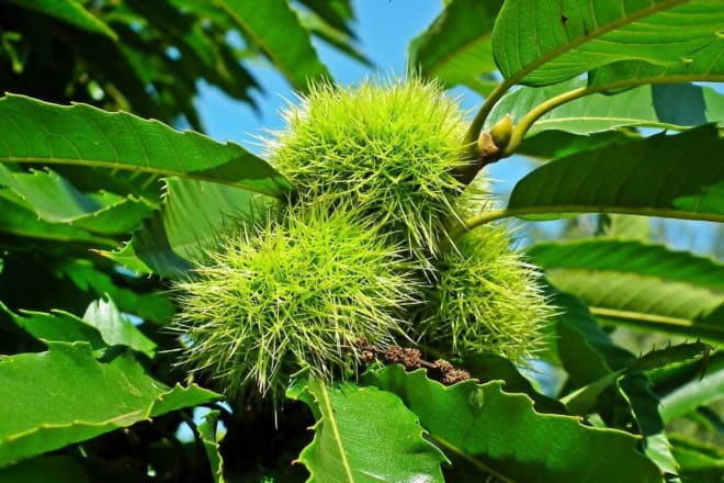Kasztan Jadalny - SADZONKA DRZEWA Castanea sativa 1
