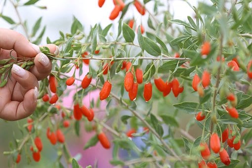 Jagoda Goji NEW BIG - zdrowe owoce - mrozoodporna P9 Lycium barbarum 'New big' 4