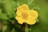 Pięciornik krzewiasty Gold Drop - złote kwiaty Potentilla fruticosa "Gold drop" 4