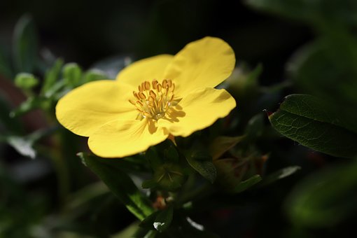 Pięciornik krzewiasty Hachman's Gigant - Zółty piękny kwiat Potentilla fruticosa "Hachman's Gigant" 3