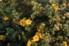 Pięciornik krzewiasty Gold Drop - złote kwiaty Potentilla fruticosa "Gold drop" 5