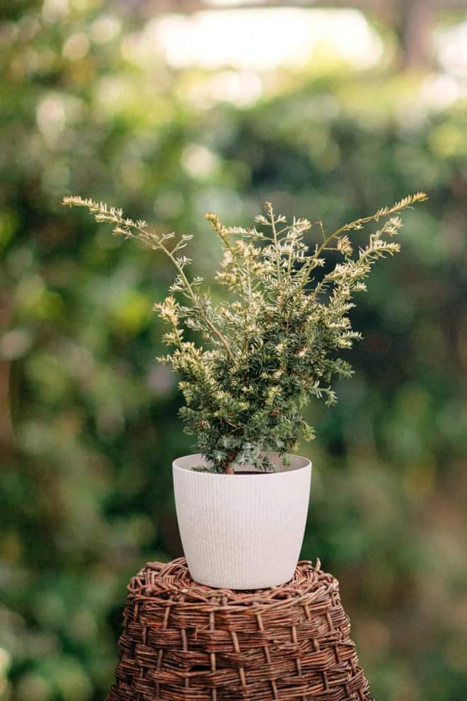 Cis pospolity ELEGANTISSIMA - Złota odmiana na żywopłoty Taxus baccatta 'elegantissima' 2