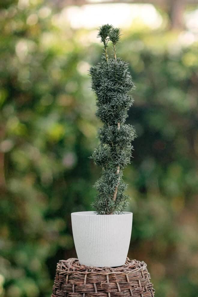Cis HICKSII - Elegancka roślina na żywopłoty Taxus baccatta 'Hicksii' 2