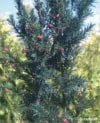 Cis HICKSII - Elegancka roślina na żywopłoty Taxus baccatta 'Hicksii' 5