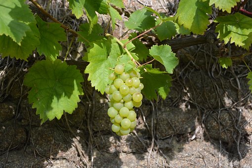Winogron winorośl Cayuga White - IDEALNE NA WINO Vitis vinifera 'Cayuga White' 8