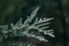 Jałowiec płożący Blue Chip - niebieski dywan Juniperus horizontalis Blue Chip 7