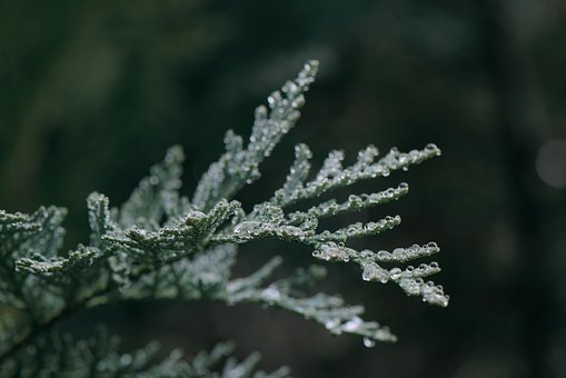 Jałowiec płożący Blue Chip - niebieski dywan Juniperus horizontalis Blue Chip 7