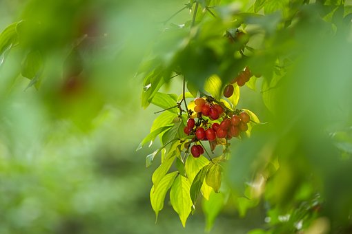 Dereń jadalny - na zdrowotne nalewki Cornus mas 5