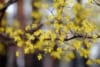 Dereń jadalny - na zdrowotne nalewki Cornus mas 4