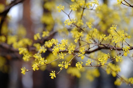 Dereń jadalny - na zdrowotne nalewki Cornus mas 4
