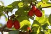 Dereń jadalny - na zdrowotne nalewki Cornus mas 9
