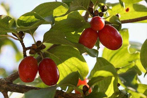 Dereń jadalny - na zdrowotne nalewki Cornus mas 9