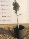 Świerk kaukaski Pyramidalis C5- Szczepiona Świerk kaukaski Pyramidalis C5- Szczepiona 2